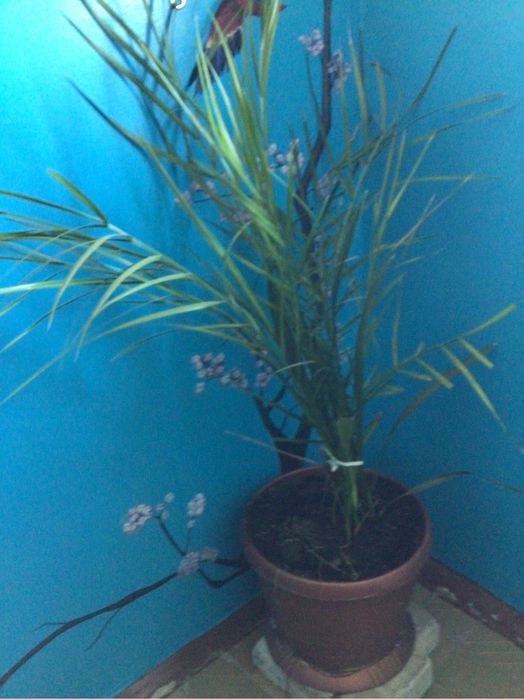 Комнатные растения пальма