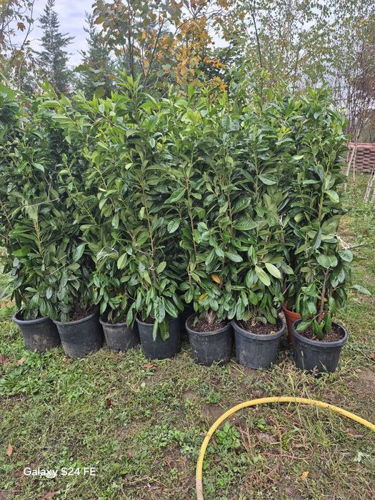 Thuia leilandi  prunus