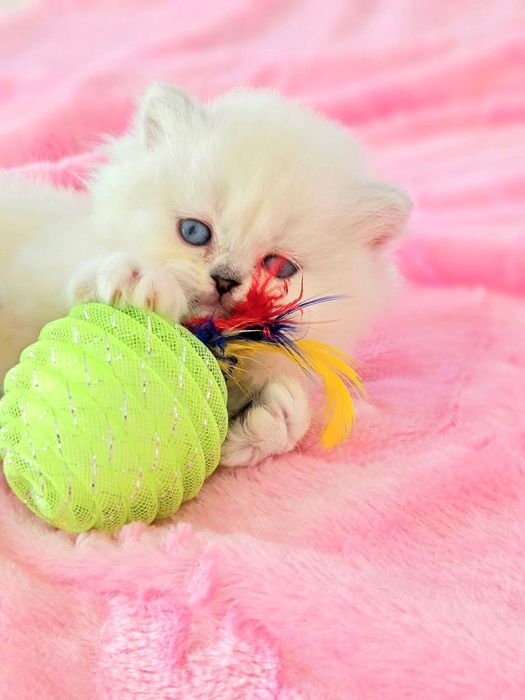 Scottish straight cu pedigree