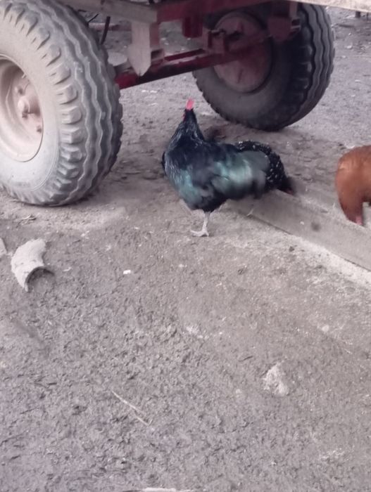 Cucoș austrolorp pe negru