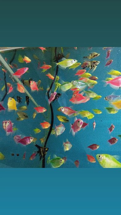 Аквариумная рыбка в Афалине