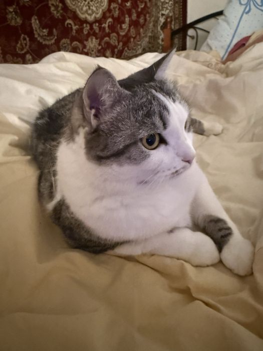 Отдам кота в хорошие руки