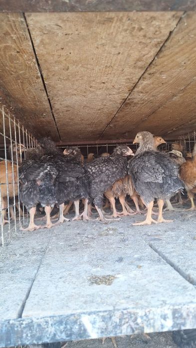 Pui rasa mixta si de carne