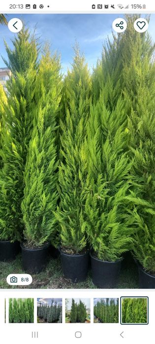 Plante ornamentale