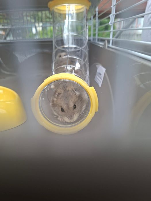 2 Hamsteri femela si mascul vand cu tot cu cusca