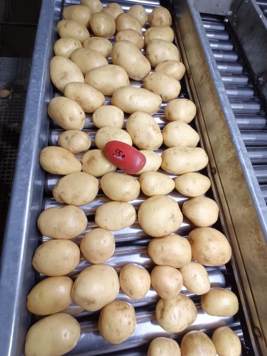 Cartofi Franta, de consum si de plantat.