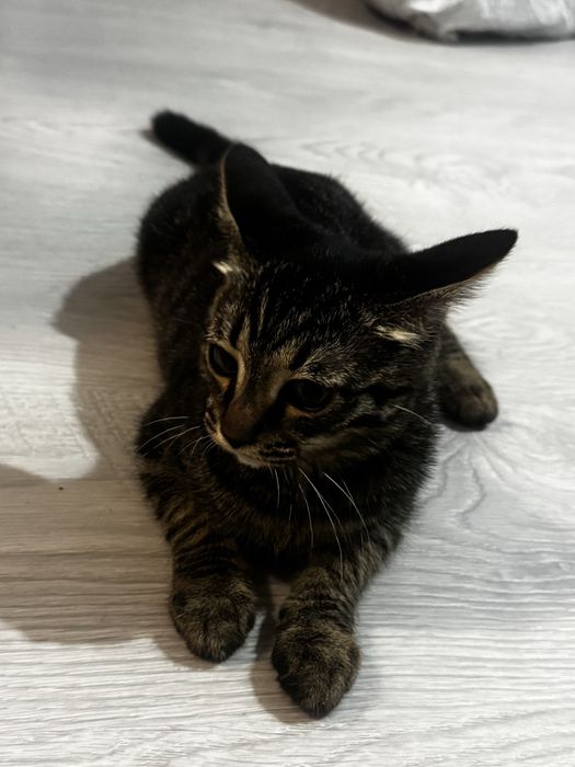 Ищем дом Котенку 3 месяца