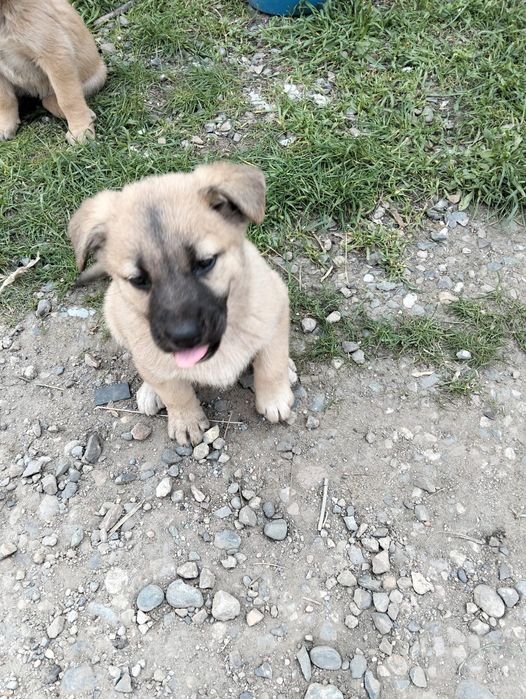 Отдам щенков в добрые руки