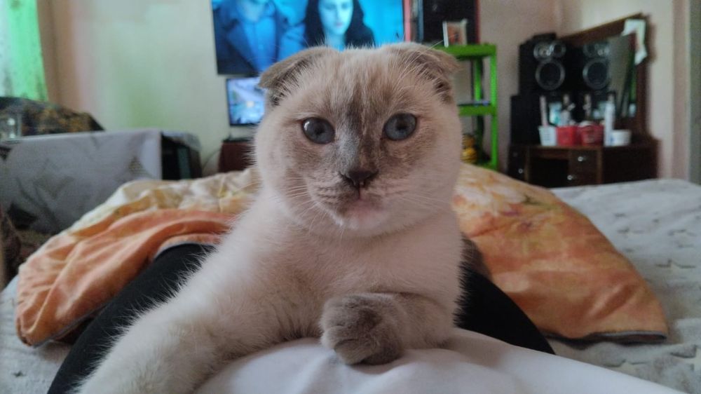 Шотландская  вислоухая