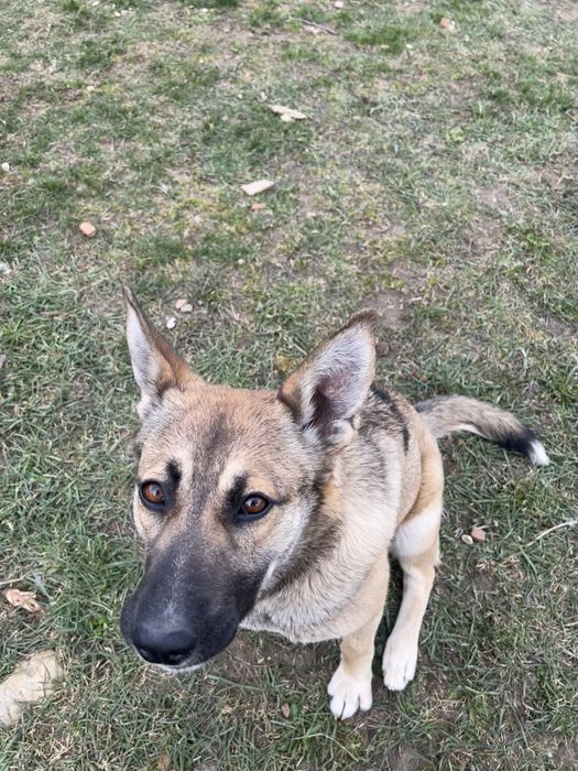 Мая търси дом  белгийска овчарка микс