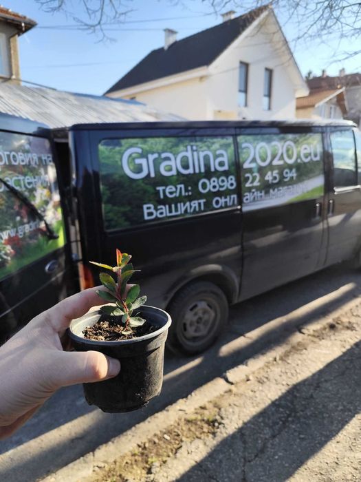 Ягодово дърво - Арбутус