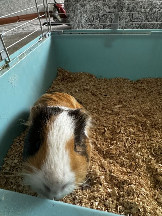 Продается Морская свинка