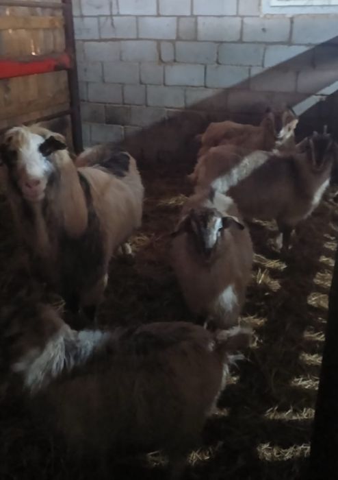 Продам баран.