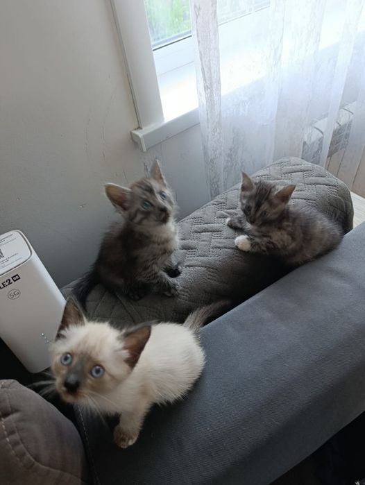 Отдам котят в добрые руки