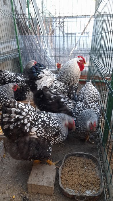 Ouă pentru incubare păsări de rasa Sussez și Wiandotte argintiu