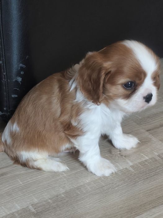 Продавам кавалер кинг чарлз шпаньол