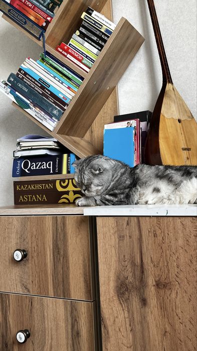 Вислоухая шотландская кошка