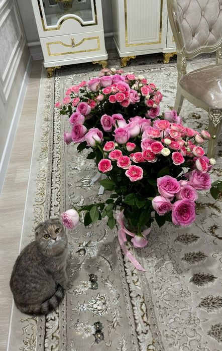 Продаются котята