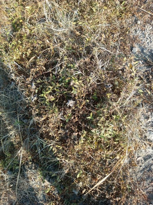 Мол ва куйлар учун Хашак пресс сотилади