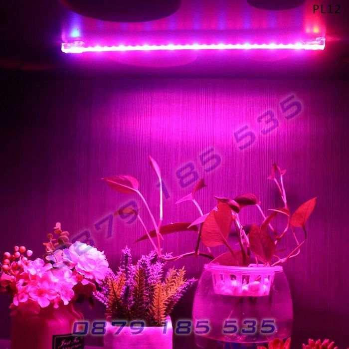 Фито лампи отглеждане растеж цъфтеж стайни растения разсад осветление