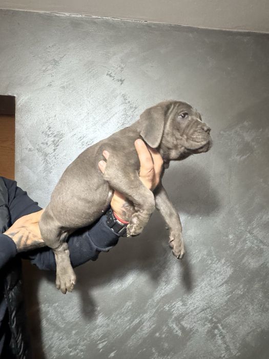 Кане Корсо Cane Corso is  an italiano breed mastiff