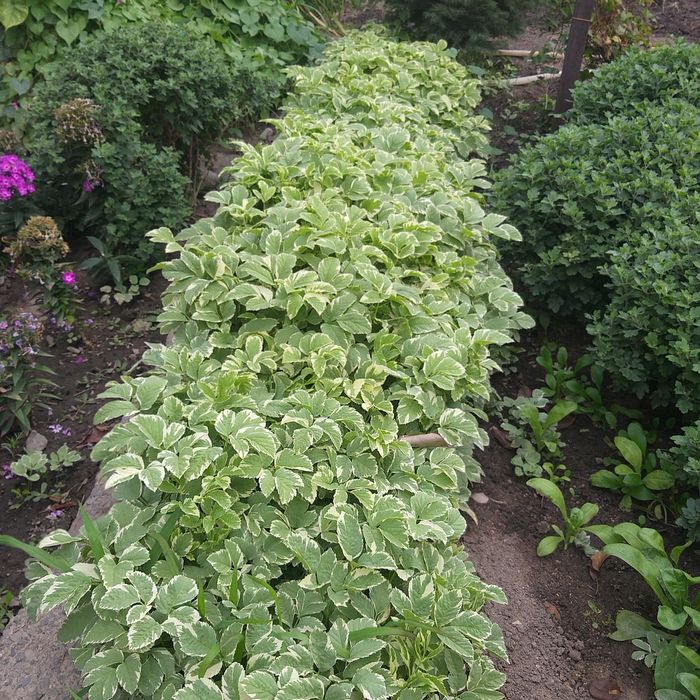 Продам садовые цветы!  Бордюрная трава  предлогайте свою цену, обмен