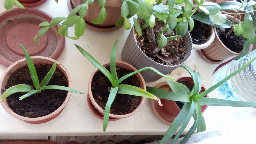 Продам Алоэ Вера