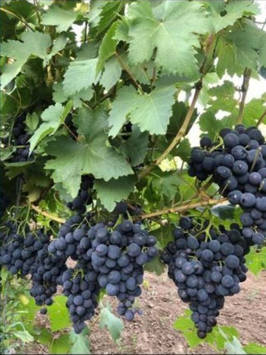 Vand struguri de vin