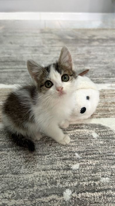 Котенок красивая кроха