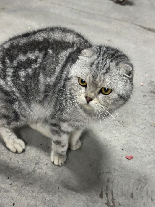 Mushuk sotiladi scotish fold