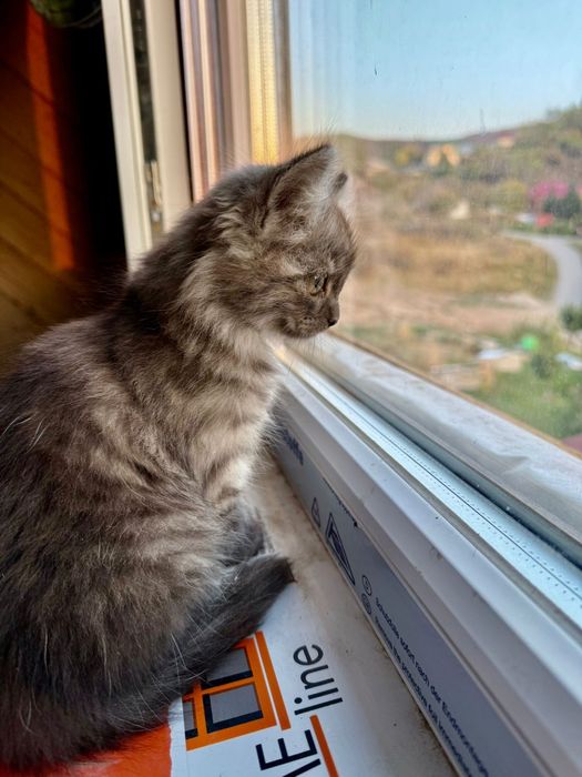 Отдам даром котят