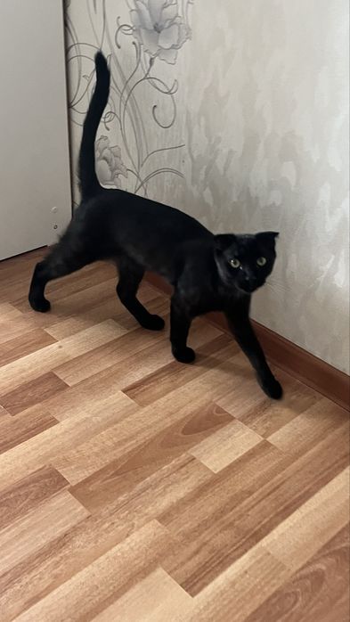 Вислоухий котенок