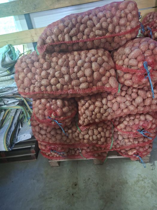 Vând cartofi pentru amimale.