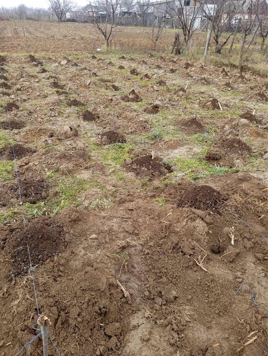 Plantăm livezi, curatare, stropiri!