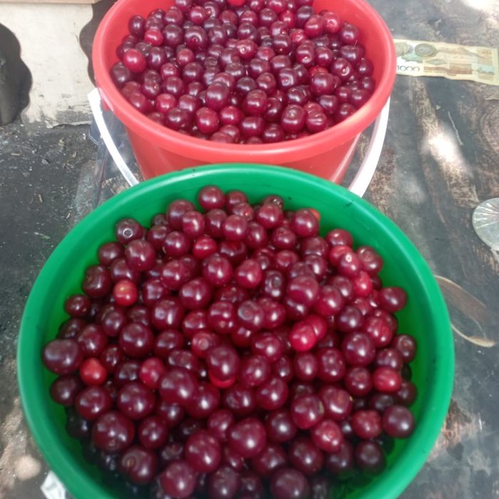 Продам вишню , 5 литров 8000