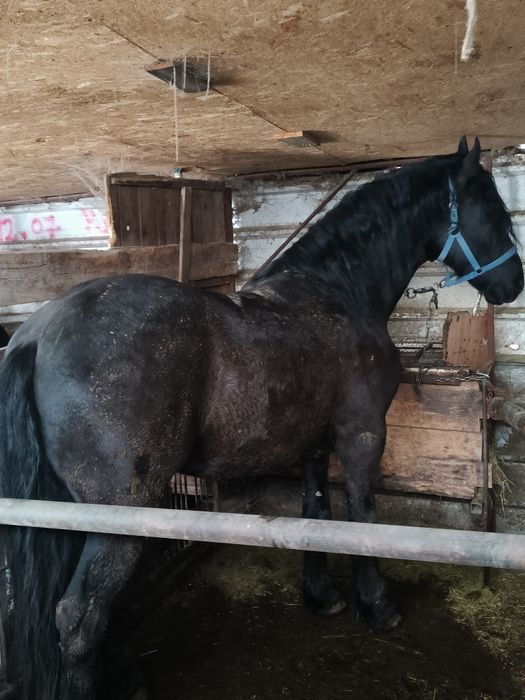 Armăsar metiși de frizian