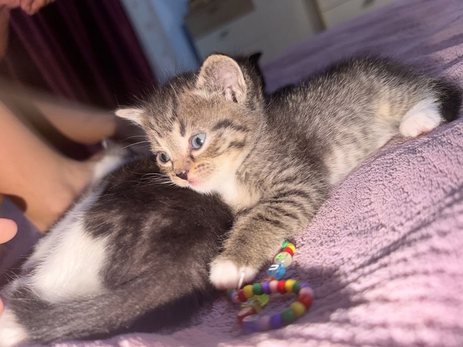 Котенок британка