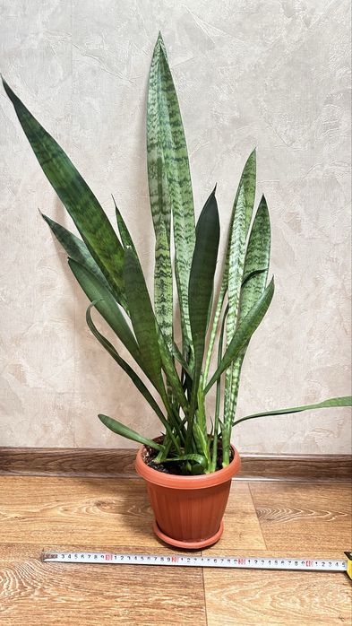 Продам растение Сансевиерия