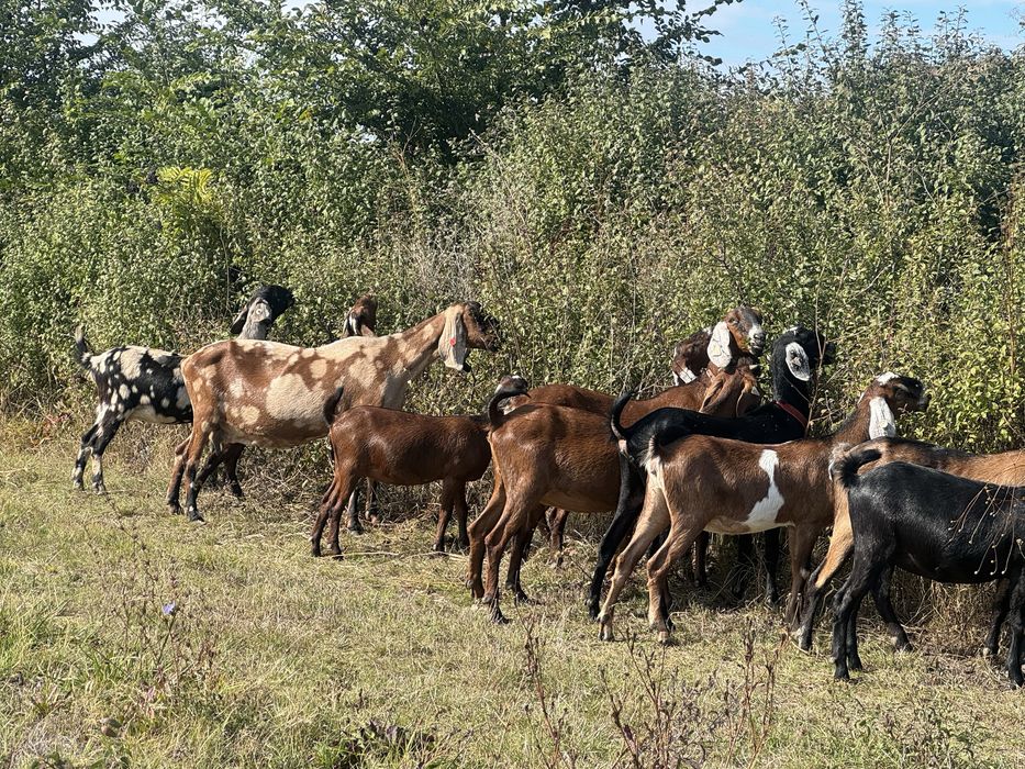 Capre si iede anglonubian cu pedegree