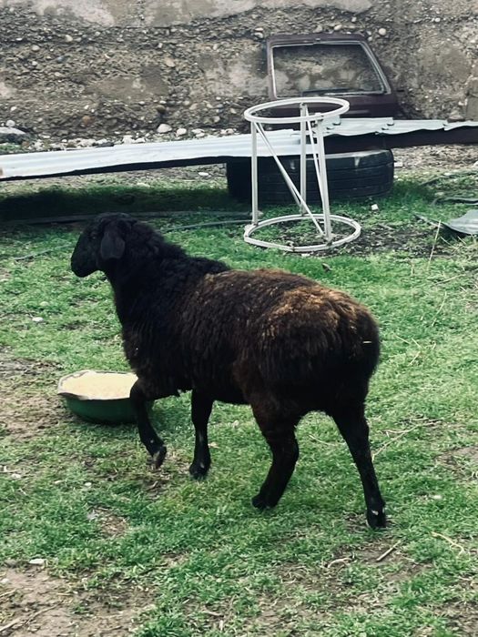 Қой сатылады ұрғашы