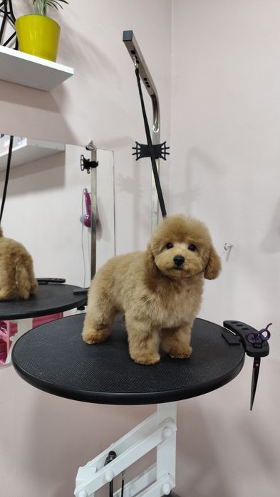 Стрижка собак, груминг для  домашних животных