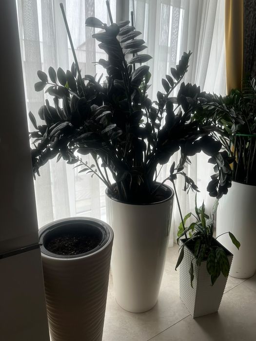 Замяккулькас цветы