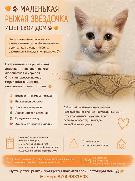 Котенок ищет добрых хозяев