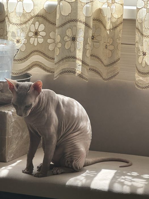 Кошечка донской сфинкс