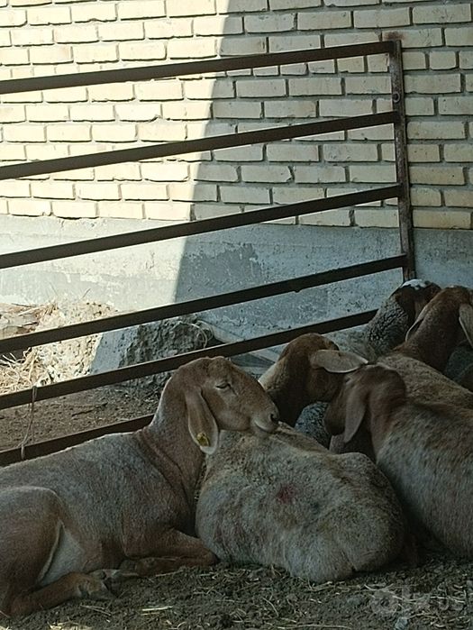 Арашан кузи сотилади 8 ойлик
