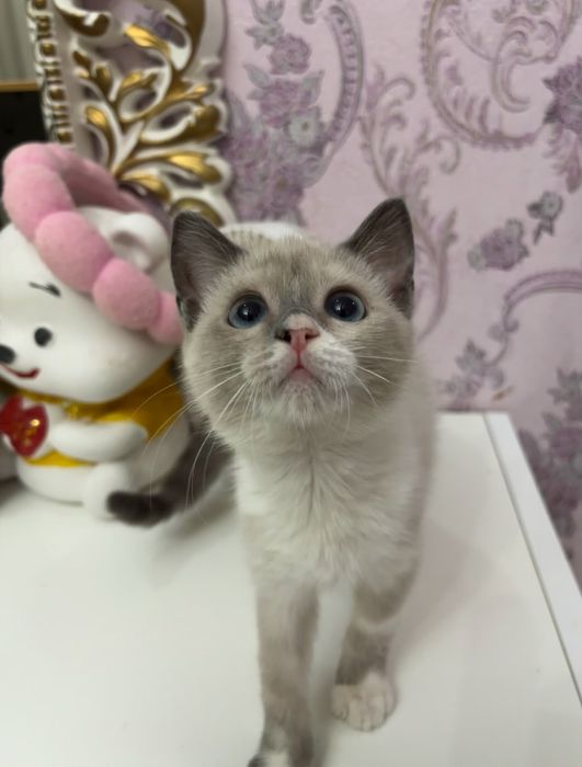 Котенок в добрые руки