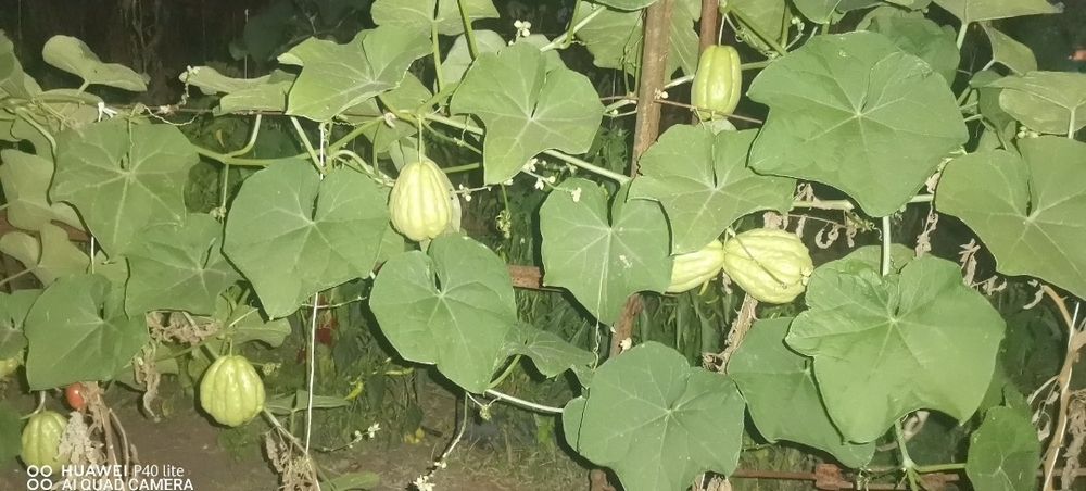 Мексиканска краставица(Чайот)