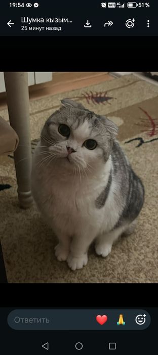 Вислоухая стерилизованная кошка