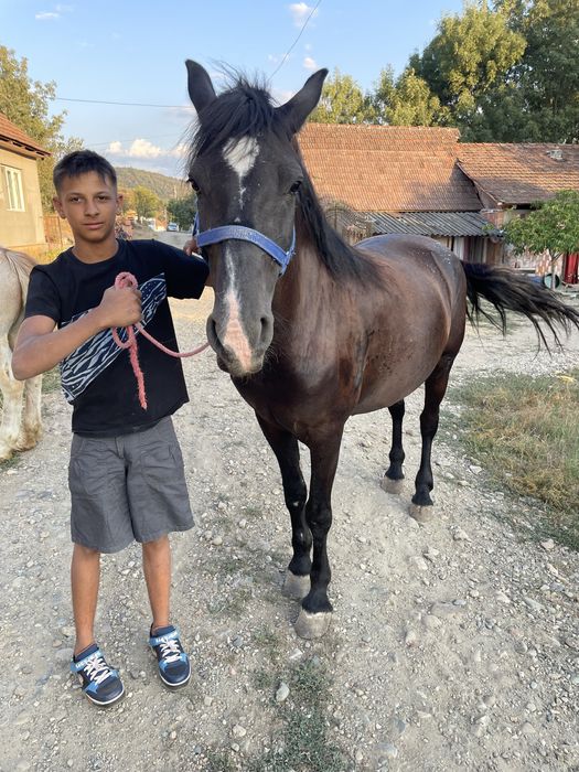 De vnzare iap de 7 ani garanta de caruța