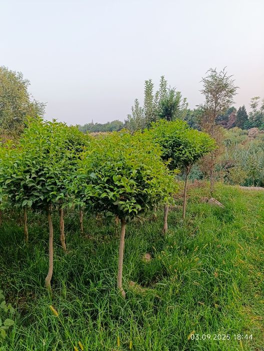 Декоративные дарахтлар